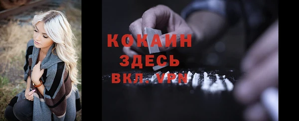 сатива Новозыбков